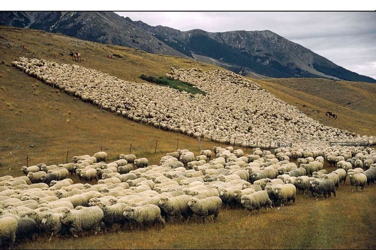ظرفیت چرای دام