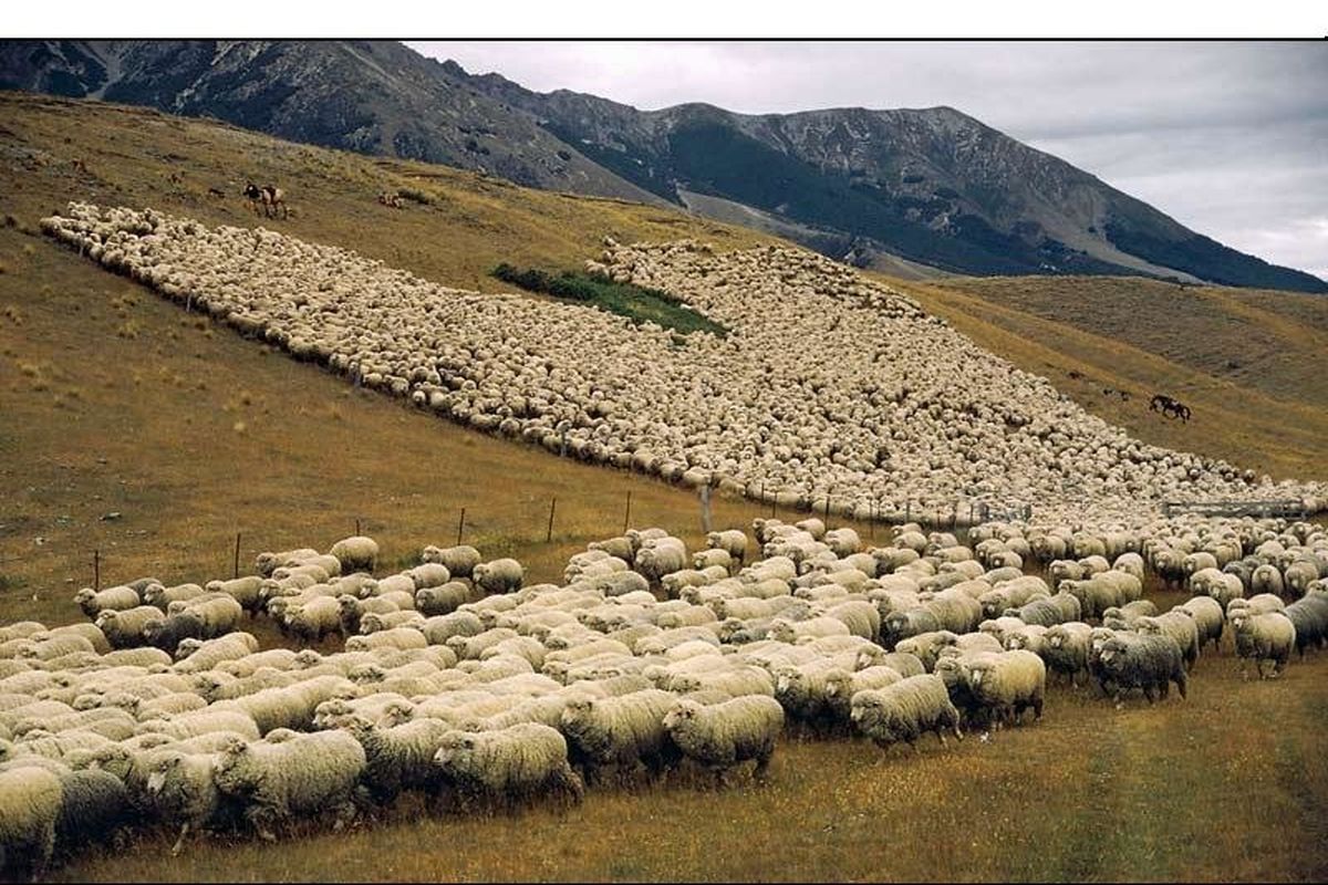 ظرفیت چرای دام