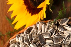 گردش مالی ۴۰۰۰ میلیارد ریالی تخمه آفتابگردان و کدو در خوی