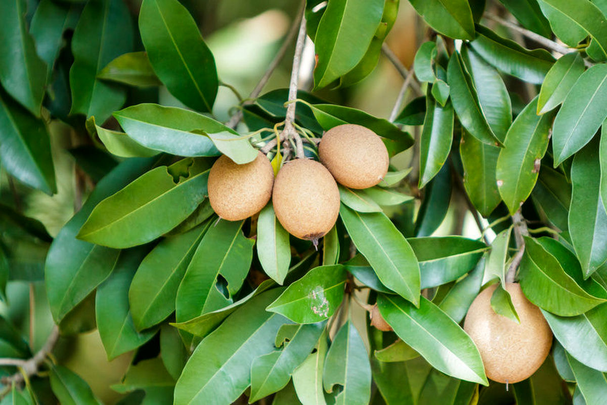 میوه چیکو