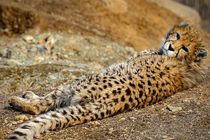 روایت تلخ مرگ یوزها در یک دهه اخیر/ آیا کریدور یوزپلنگ باید تغییر ‌کند؟