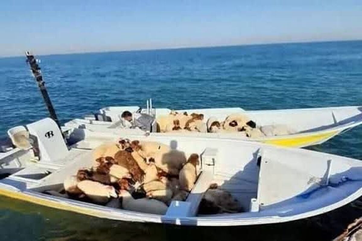 قاچاق دام 