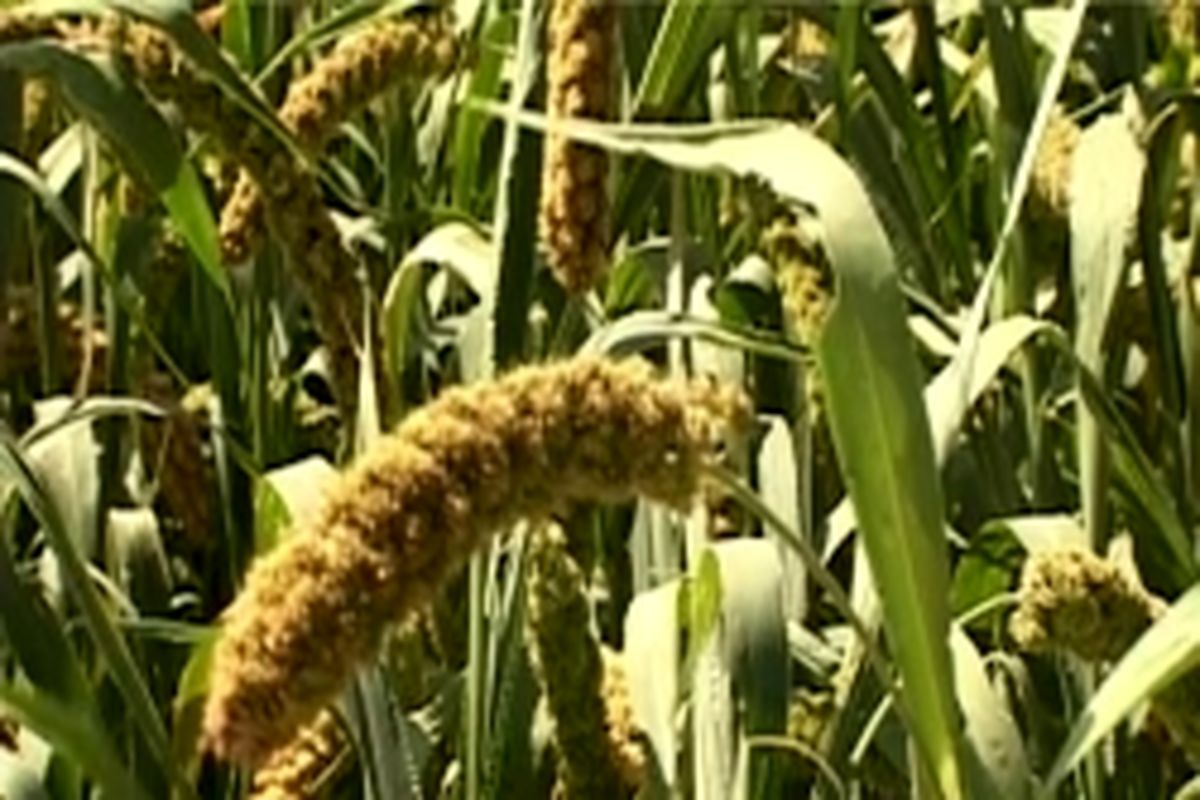 ارزن علوفه ای