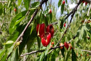 خسارت تگرگ به سطح ۲۵۰۰ هکتار از باغات و مزارع نیشابور