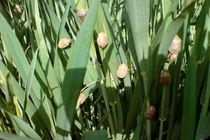 آغاز مبارزه با سن غلات در اراضی کشاورزی استان اصفهان