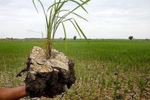 سایه کمرنگ بیمه بر زراعت گیلان/ تاکید استاندار گیلان بر افزایش سهم بیمه کشارزی استان