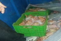 توقیف یک تن مرغ غیربهداشتی توسط پلیس راه دره شهر ایلام