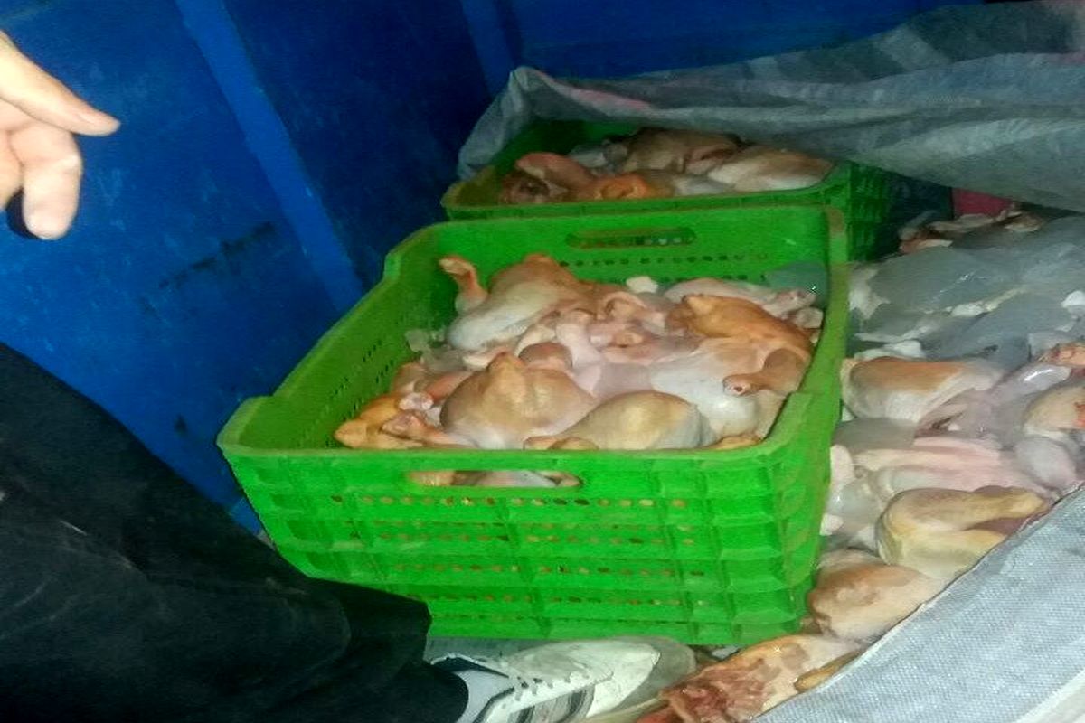 توقیف مرغ غیر بهداشتی در ایلام