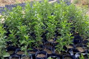 تولید ۱۸ میلیون اصله نهال در ایلام هدف گذاری شد