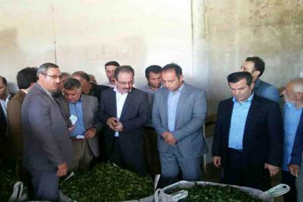 کارخانه چای