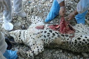 واکنش استاندار کهگیلویه و بویراحمد به مرگ یک «پلنگ» نادر ایرانی 