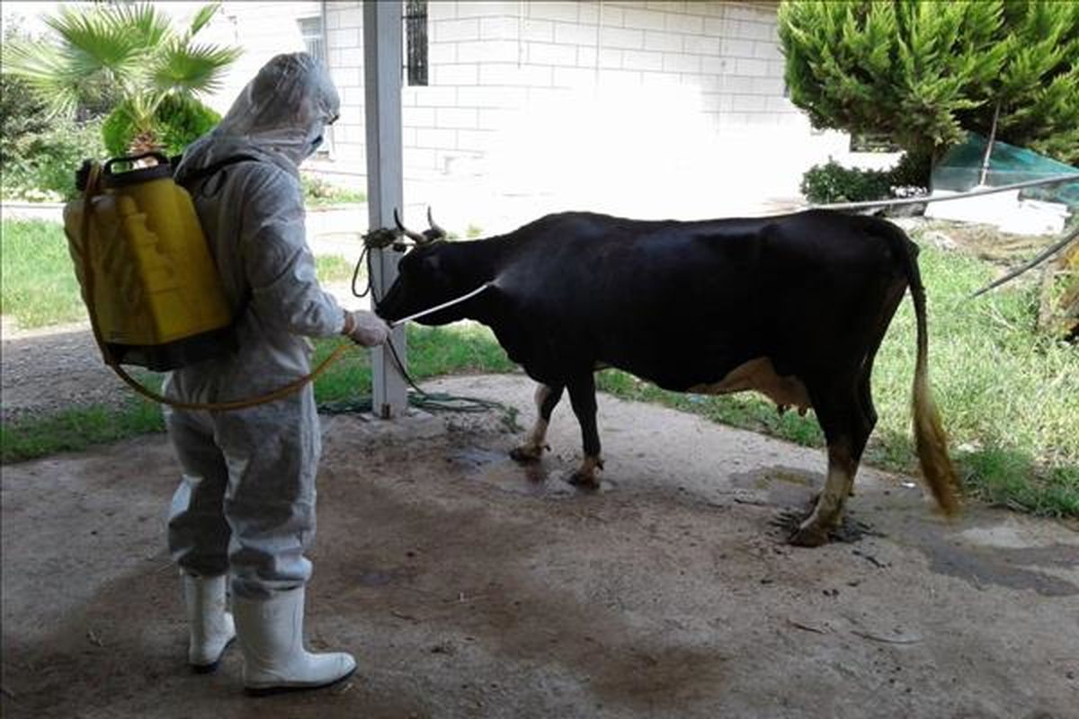 سم پاشی دام