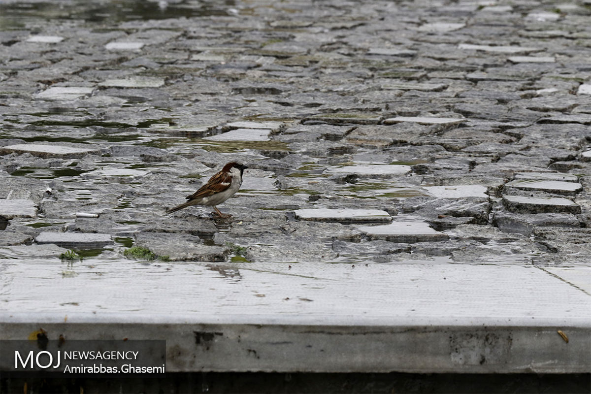 بارش باران بهاری در هرمزگان