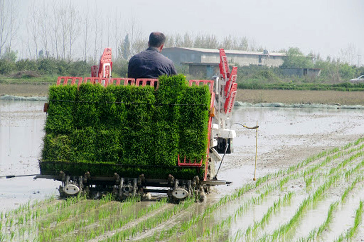 نشا مکانیزه برنج
