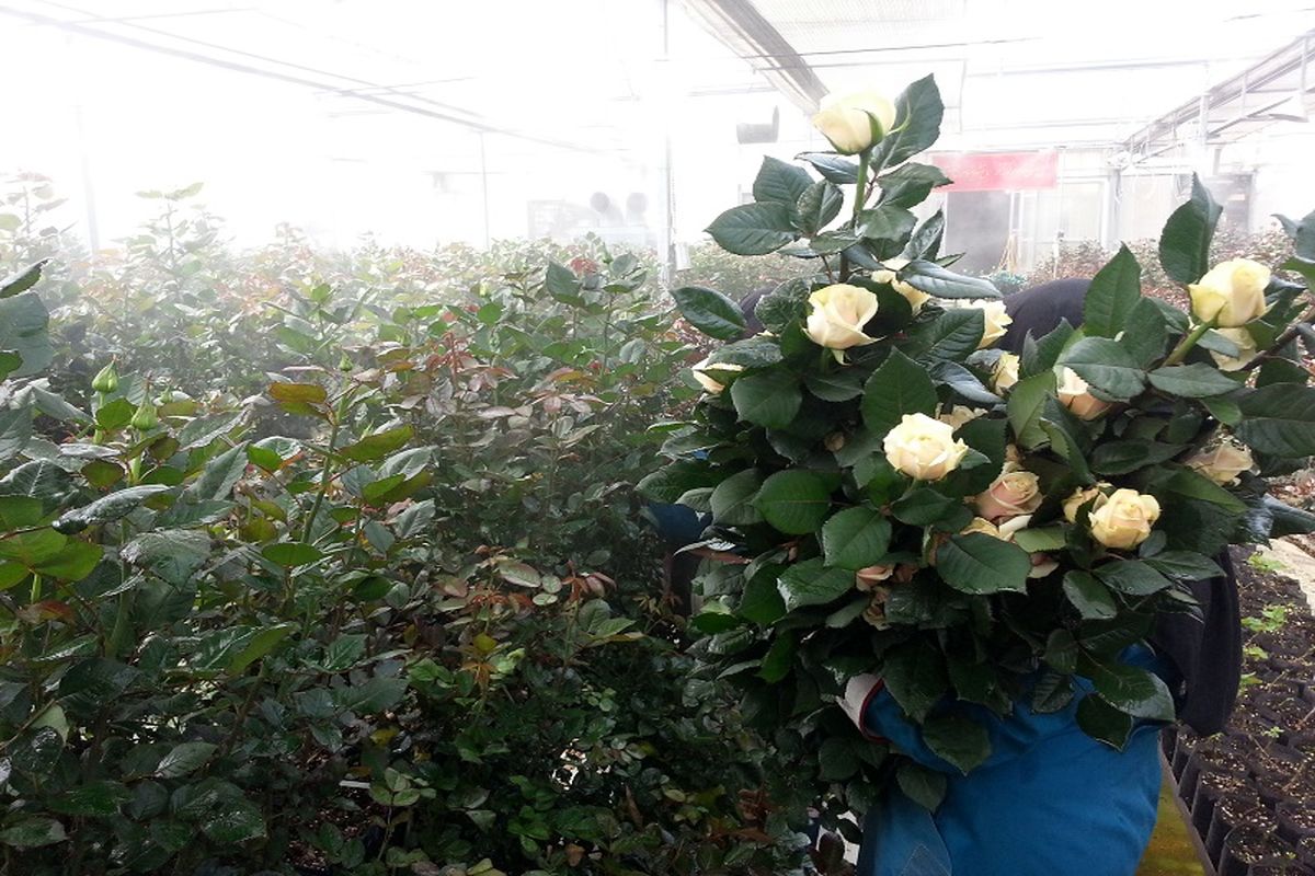 شاخه گل بریده