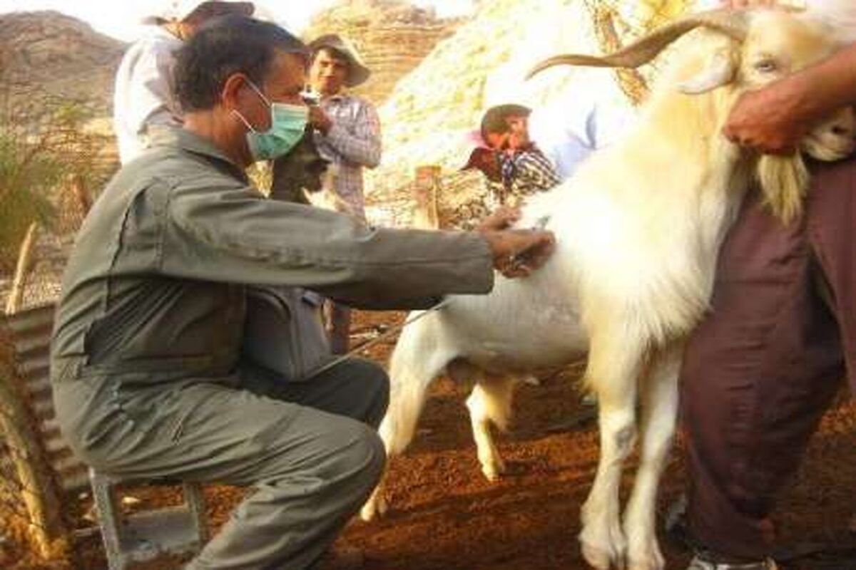  دام سبک روستاهای زلزله‌زده ثلاث باباجانی واکسیناسیون می‌شوند