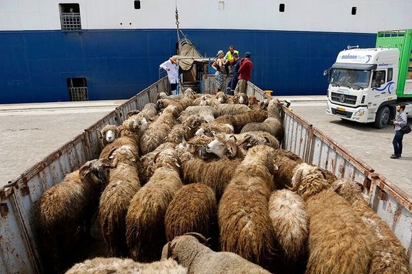 آمادگی دانش‌بنیان‌ها برای حفظ ذخایر ژنتیکی دام عشایر 