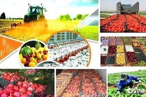 الگوی کشت امسال هم شامل محصولات باغبانی و زراعی می‌شود