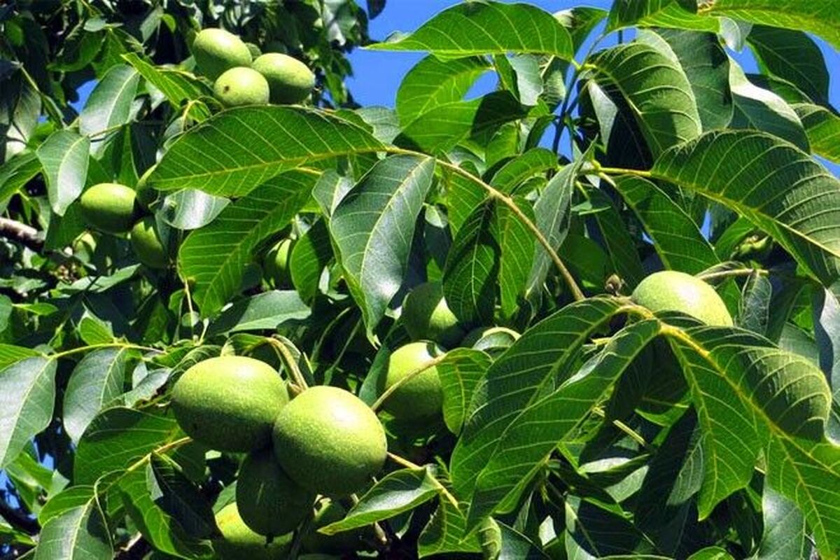 درخت گردو