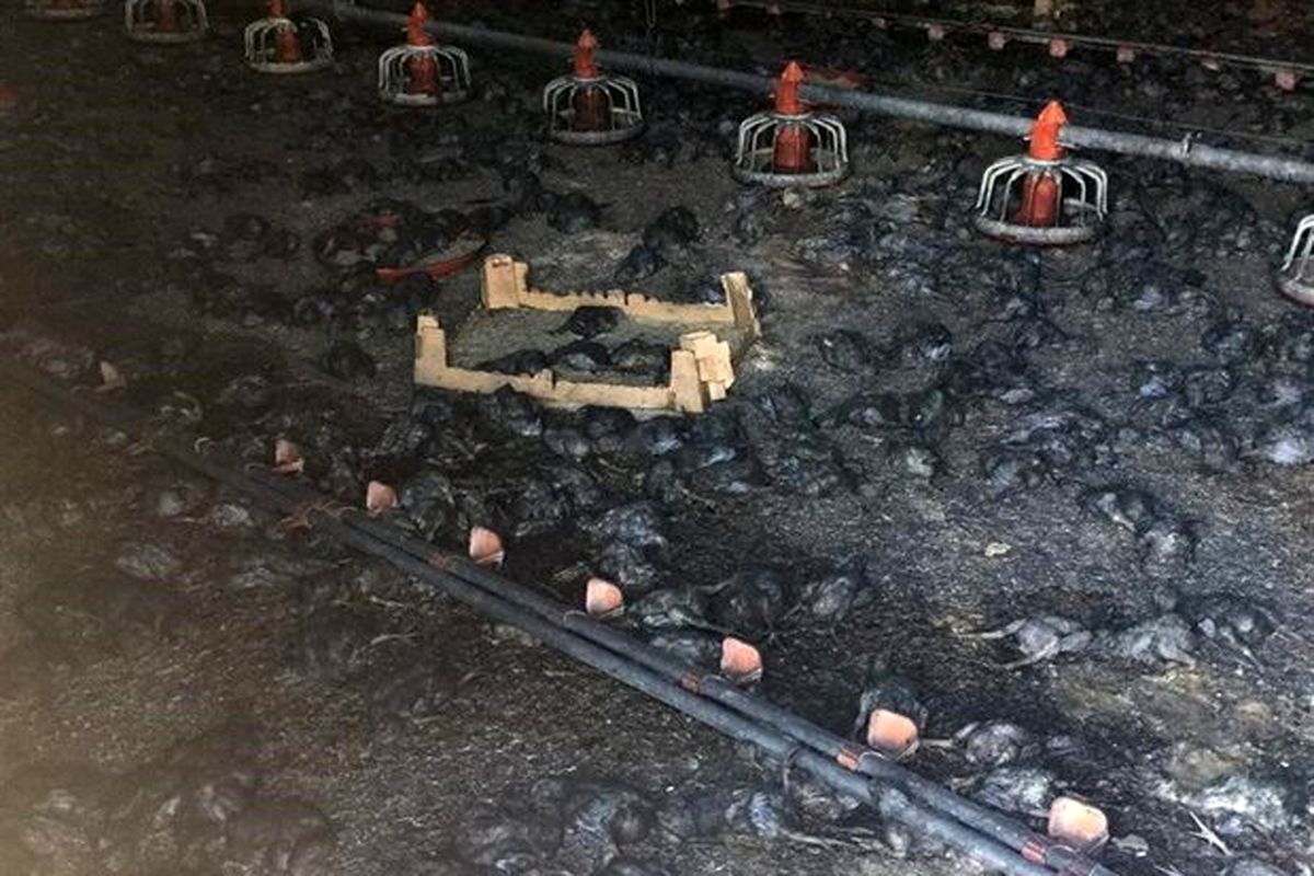 آتش سوزی رامیان