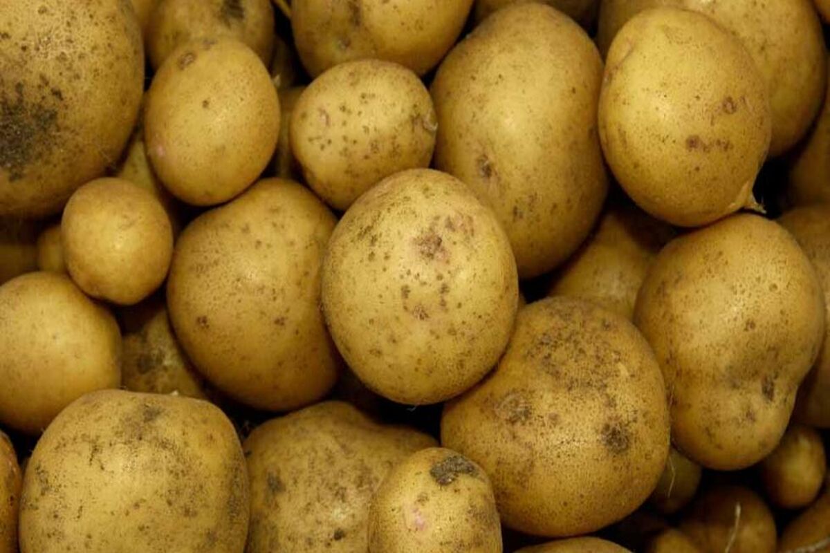 سیب زمینی