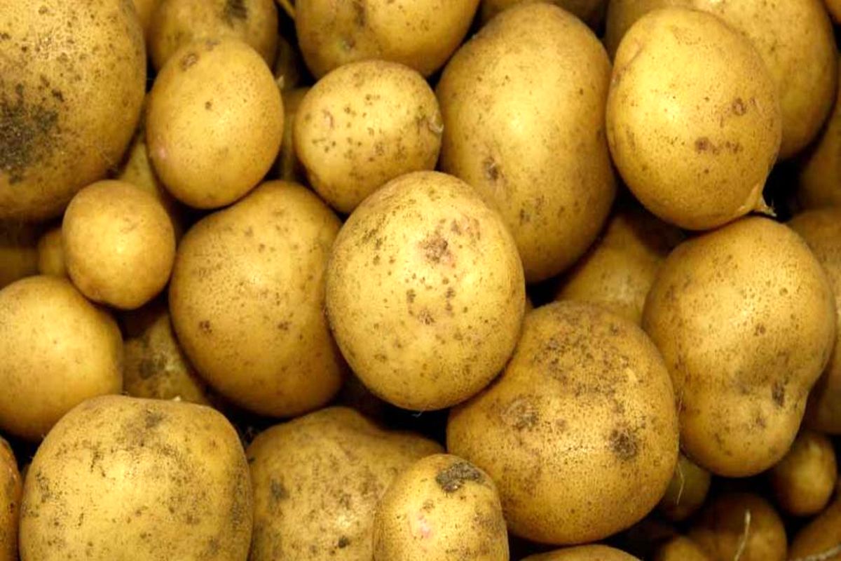 سیب زمینی
