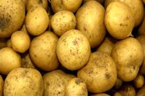 صادرات بدون عوارض سیب زمینی تا اطلاع ثانوی مجاز شد