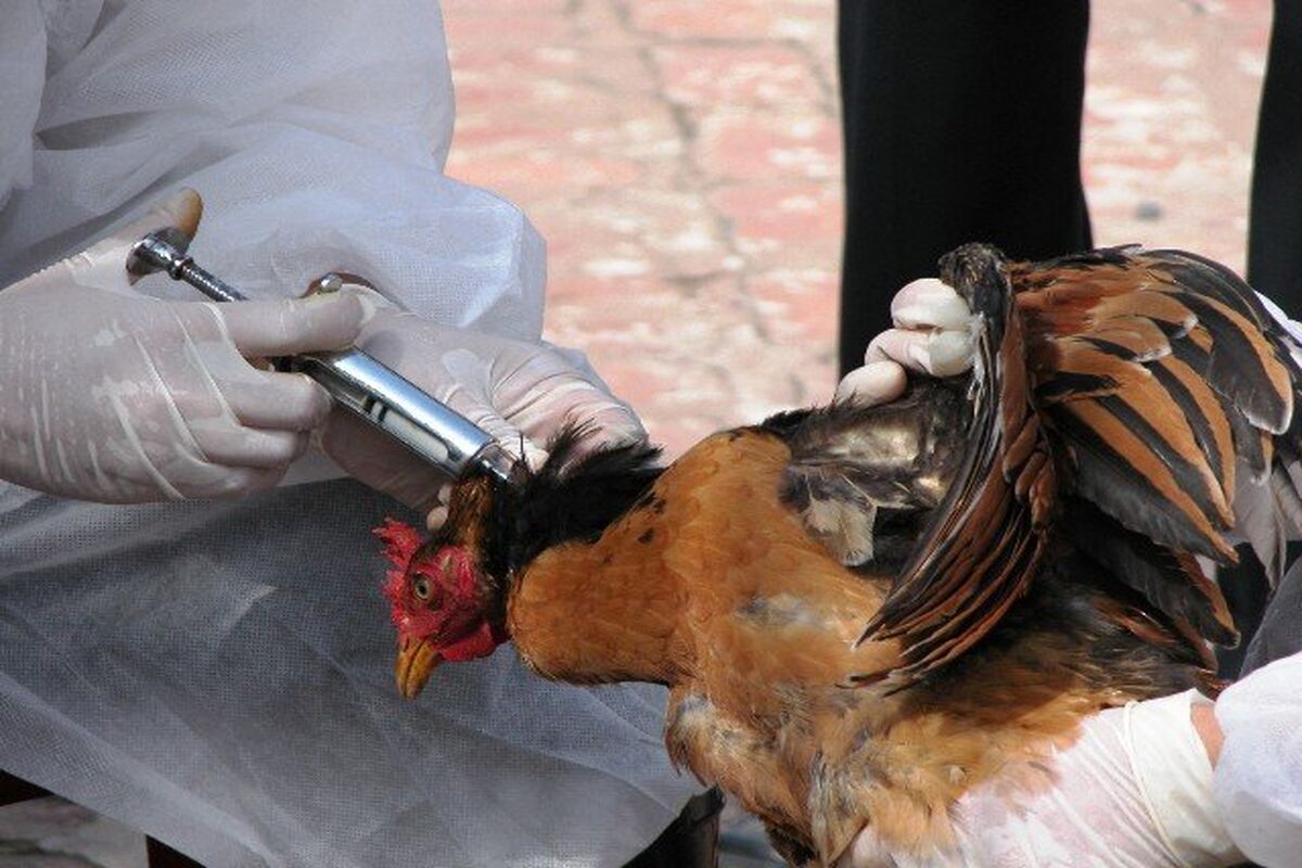 مرغ