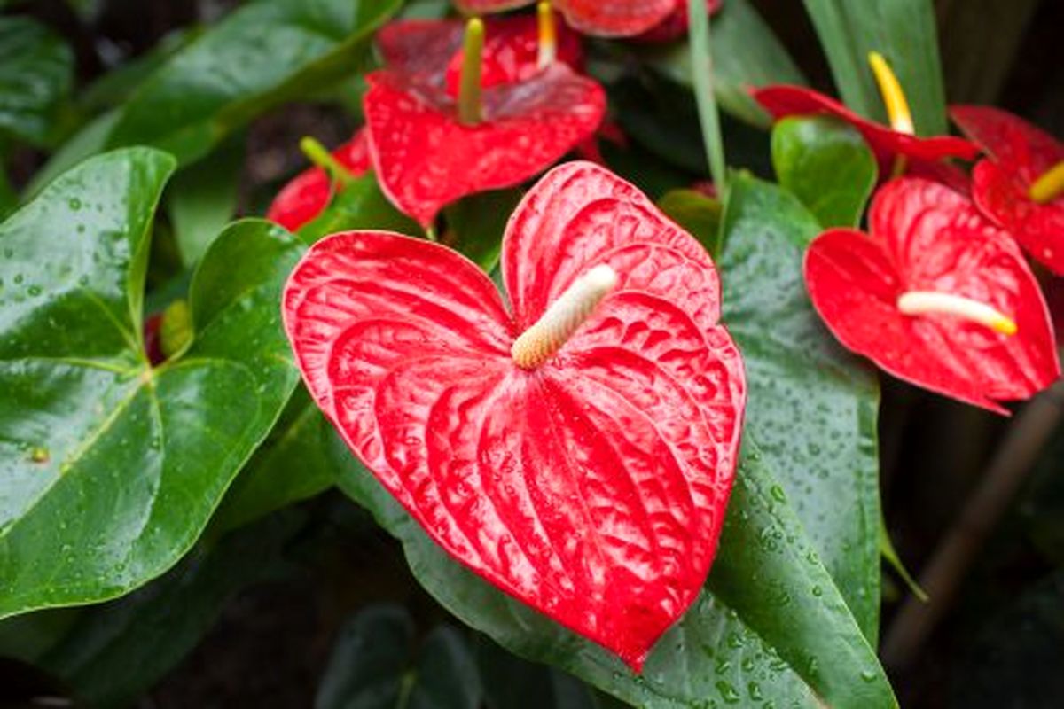 سازمان جهاد کشاورزی گیلان