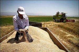 آغاز خرید تضمینی گندم در خراسان رضوی