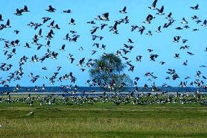 پرندگان مهاجر از جویبار به سیبری رفتند