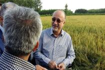 برداشت مکانیزه برنج در گیلان آغاز شد