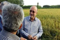 برداشت مکانیزه برنج در گیلان آغاز شد