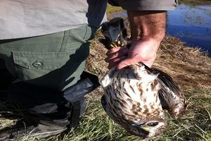 دستگیری 9 صیاد غیرمجاز در گلستان