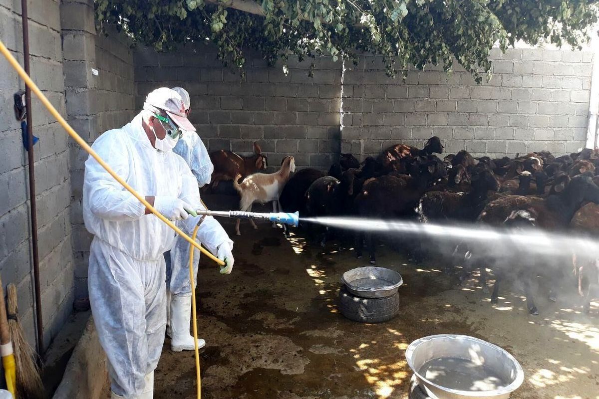 سم پاشی دامها 