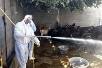 سم‌پاشی۶ شهرستان خراسان رضوی برعلیه تب کریمه کنگو