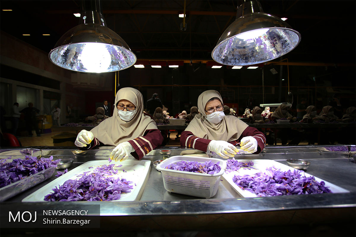 برداشت زعفران در شهرستان های تربت حیدریه و زاوه