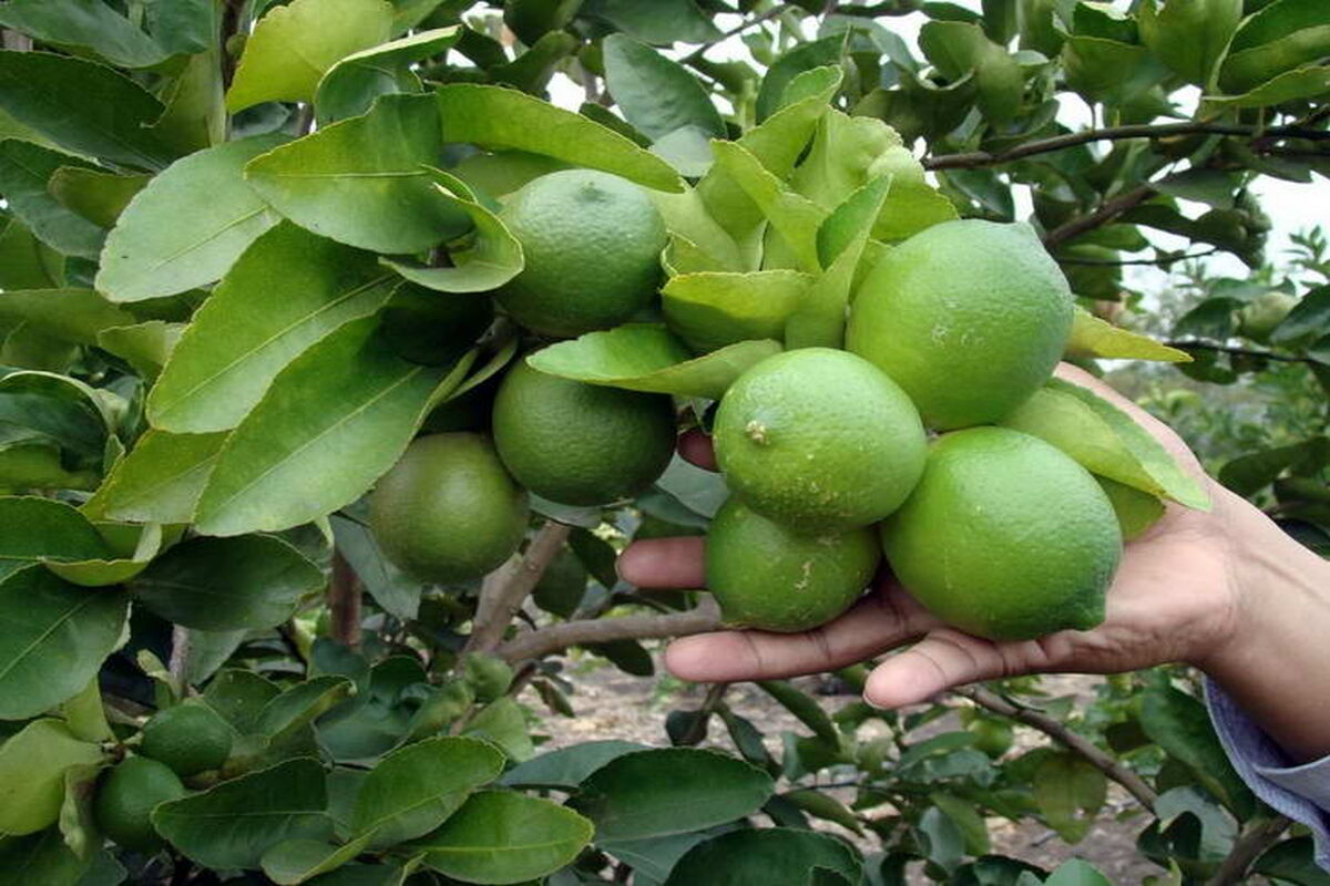 جشنواره لیمو