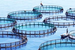 آبزیان تضمین کننده امنیت غذایی در سال ۱۴۲۰ توسعه می‌یابد