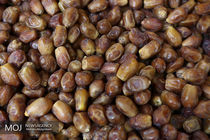 عوارض صادرات خرما توسط وزارت صنعت لغو شد