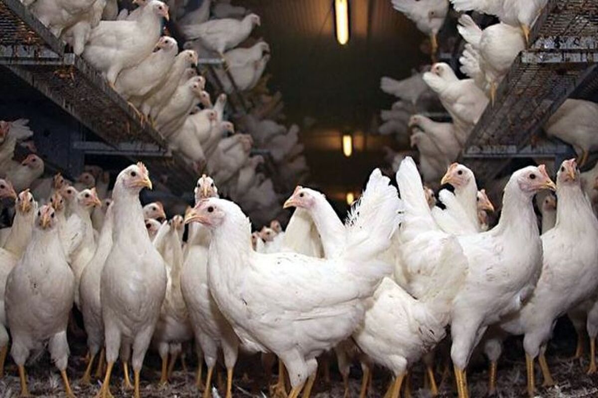 مرغ