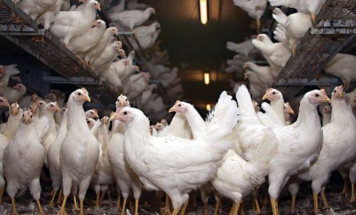 کشف مرغ قاچاق به ارزش 520 میلیون ریال در فامنین