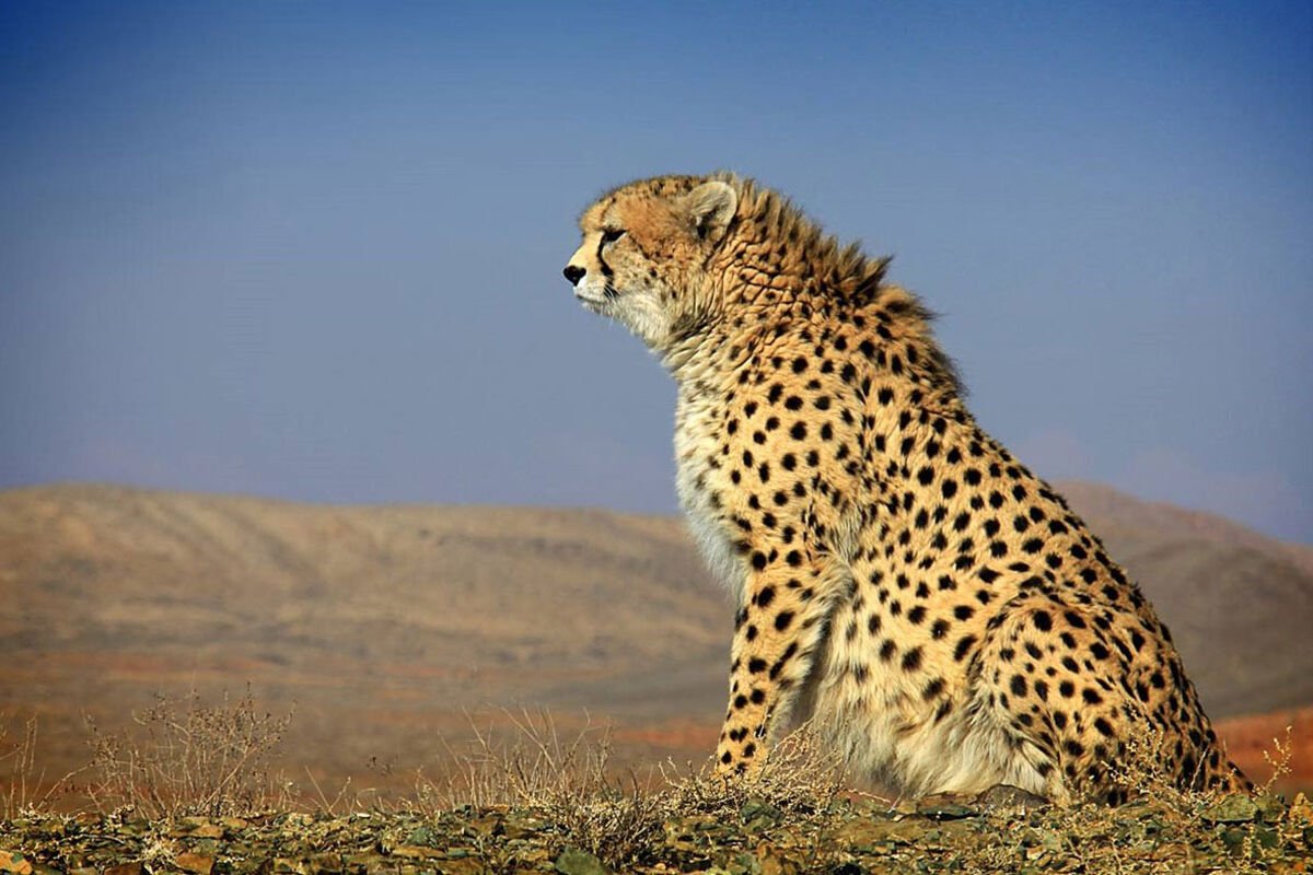 یوز ایرانی