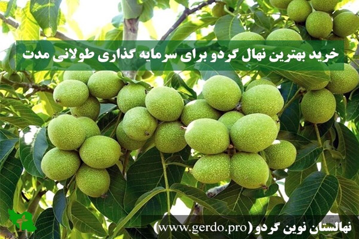 گردو