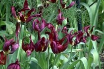 شناسایی بیش از 36 گونه گیاهی در حال انقراض در استان اصفهان