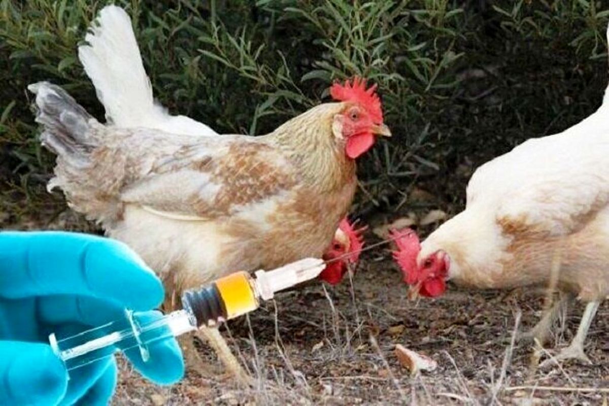 واکسیناسیون طیور