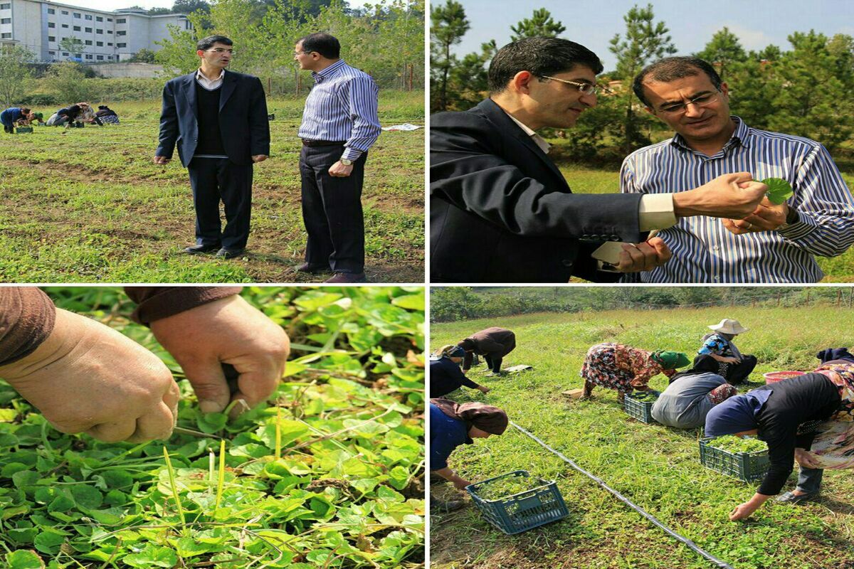 کاشت گیاه دارویی