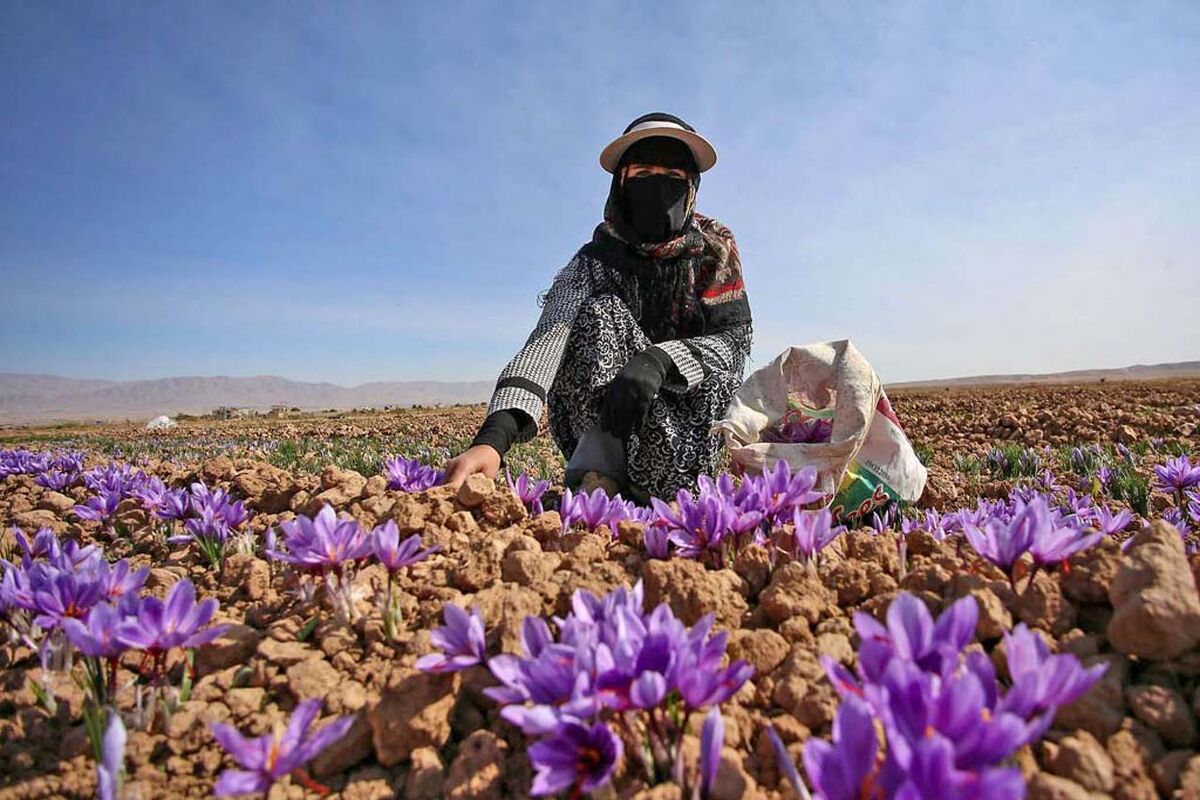 زعفران خراسان رضوی 