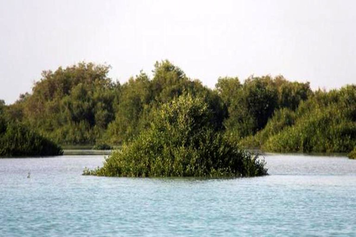 جنگل حرا - هرمزگان