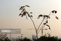 شاخص آلودگی هوا در تهران ۱۵۹ و وضعیت برای همه گروه‌ها ناسالم است 